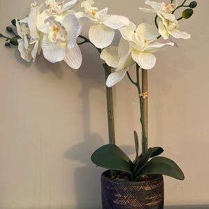 Beautiful life like orchid